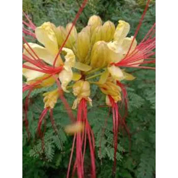 Yellow Arali Flowers 1a-arali flower-8094366-29019.webp